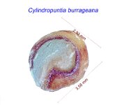 Cylindropuntia burrageana.jpg